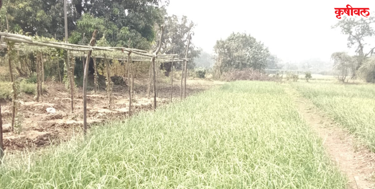 कांदा, तोंडलीच्या उत्पादनात घट