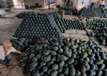 पनवेल बाजारात कलिंगाडाची विक्री तेजीत