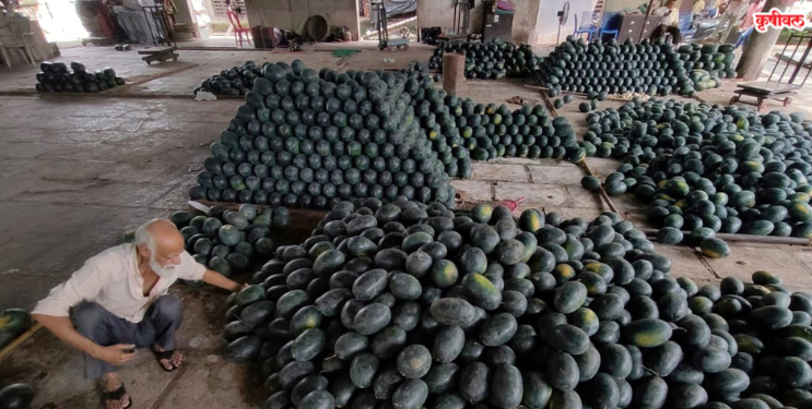 पनवेल बाजारात कलिंगडाची विक्री तेजीत