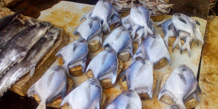 ताज्या मासळीच्या दरात वाढ