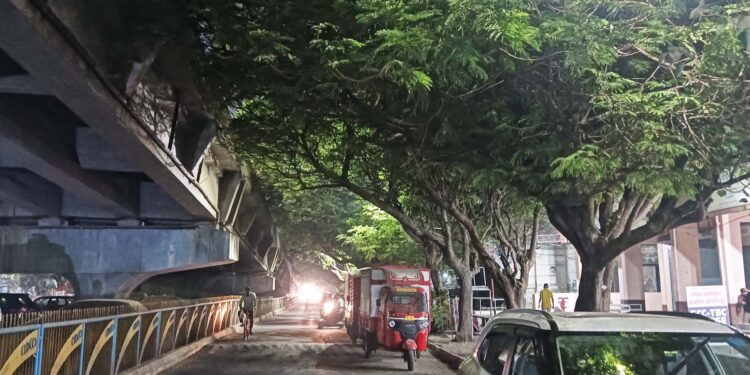 झाडांच्या फांद्यांमुळे पथदिव्यांच्या उजेडला अडथळा