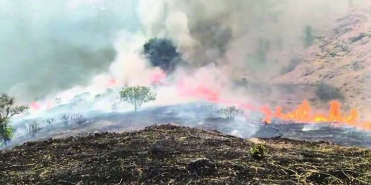 वणव्यामुळे रायगडाचा जीव गुदमरतोय