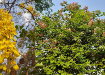 चैत्राच्या आगमनाने रानफुले बहरली