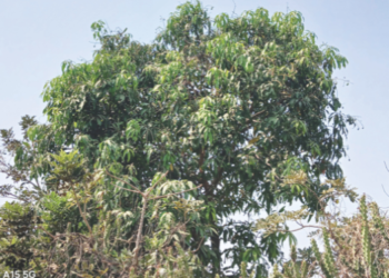 श्रीवर्धनमध्ये आंबा पीक संकटात