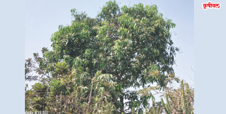 श्रीवर्धनमध्ये आंबा पीक संकटात