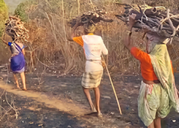 जंगलात व माळरानात लाकूड फाट्यासाठी वणवण