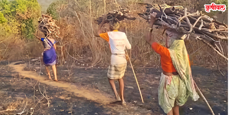 जंगलात व माळरानात लाकूड फाट्यासाठी वणवण