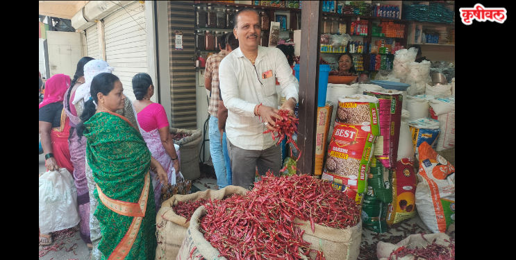 कर्जतची मिरची झाली दुप्पट तिखट
