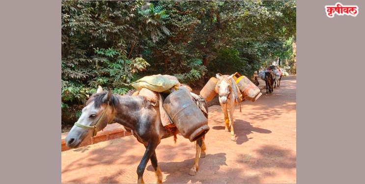 माथेरानमध्ये गॅस पुरवठा पूर्ववत