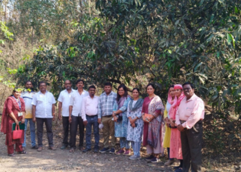 फळधारणा गळतीमुळे आंबा बागायतदार चिंतेत