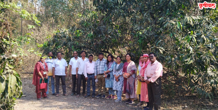 फळधारणा गळतीमुळे आंबा बागायतदार चिंतेत