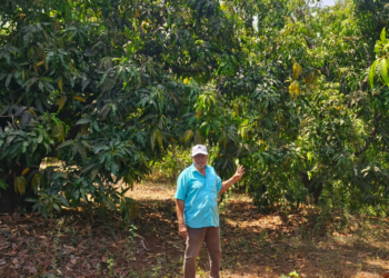 रायगडात ‌‘हापूस’ संकटात