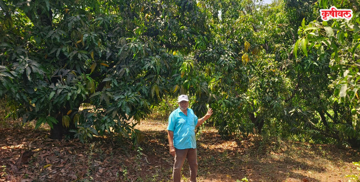 रायगडात ‌‘हापूस’ संकटात