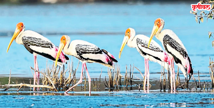 पाणवठ्यांवर चित्रबलाकची लागली हजेरी