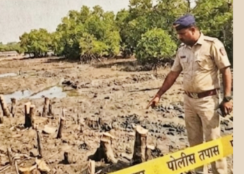 मिठागर कांदळवन तोड प्रकरणात फेरतपासणीचे आदेश