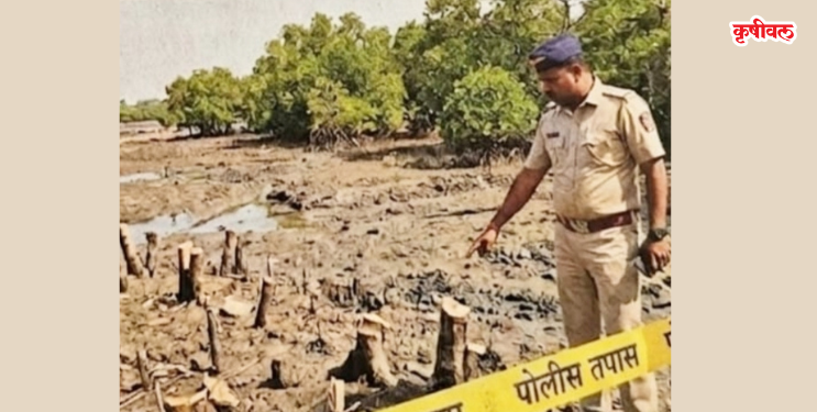 मिठागर कांदळवन तोड प्रकरणात फेरतपासणीचे आदेश