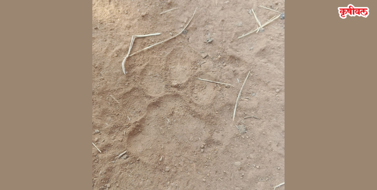 जावेळे गावात बिबट्याचा वावर