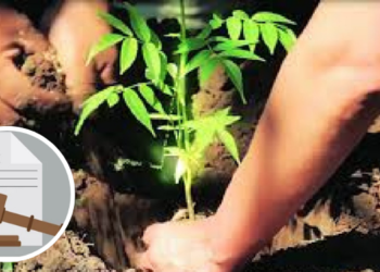 चिंचोटी वन घोटाळा प्रकरणात आरोपींना न्यायालयाची नोटीस