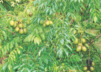 आंबा हंगामावर उत्पादन घटीचे सावट