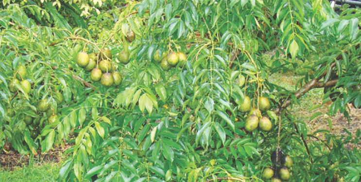 आंबा हंगामावर उत्पादन घटीचे सावट