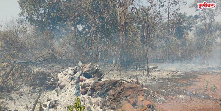 वणव्यात गवत जळून खाक