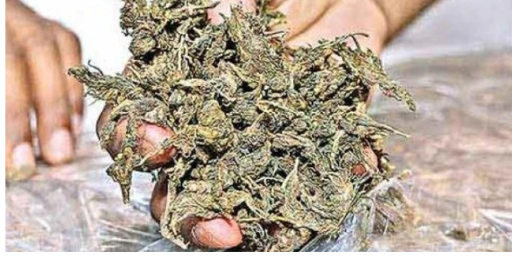 वृद्ध महिलेकडून गांजा जप्त