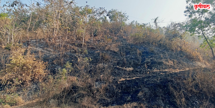 ग्रामीण भागात डोंगरांना वणवे