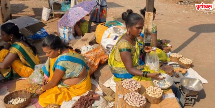 माणगावातील काजूच्या बियांना मोठी मागणी