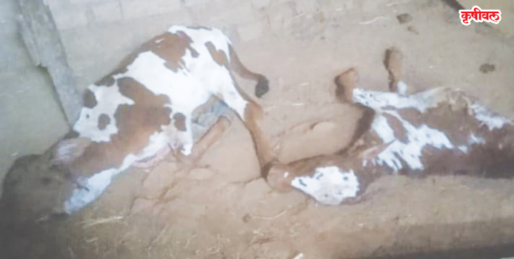 तुंगी गावावर बिबट्याची दहशत