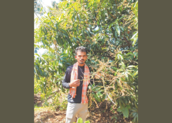 वाढत्या उष्णतेचा आंबा बागायतदारांना फटका