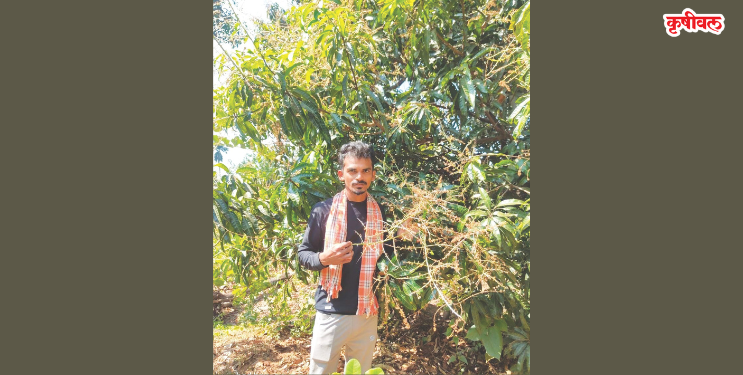 वाढत्या उष्णतेचा आंबा बागायतदारांना फटका