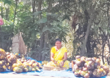 ताडगोळ्यांना पर्यटकांची खास पसंती