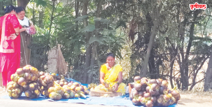 ताडगोळ्यांना पर्यटकांची खास पसंती