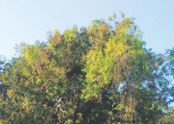 यंदा आंब्याचे उत्पादन घटण्याची भीती