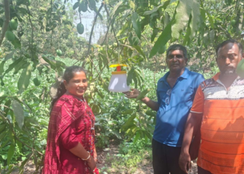 आंबा पिकांच्या रक्षणासाठी रक्षक सापळे