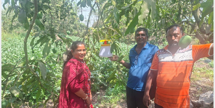 आंबा पिकांच्या रक्षणासाठी रक्षक सापळे