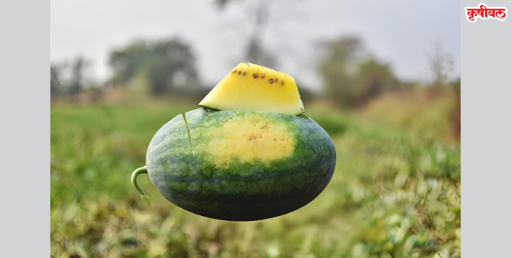 रायगडात पिकली पिवळी कलिंगडे