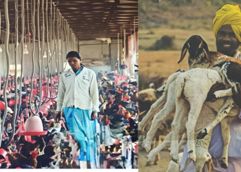 पशुपालकांसाठी सुवर्णसंधी