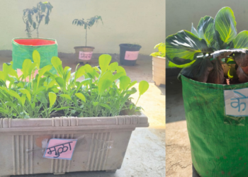 माझी शाळा, माझी परसबाग