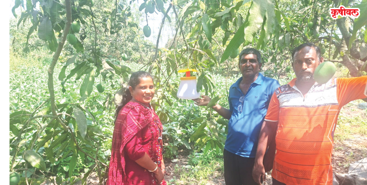 आंबा पिकांच्या रक्षणासाठी रक्षक सापळे