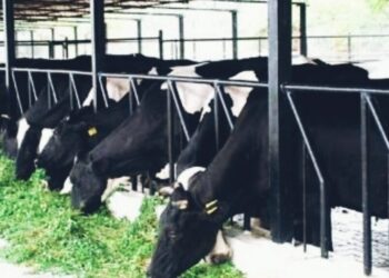 जनावरांना मिळणार पोषक चारा