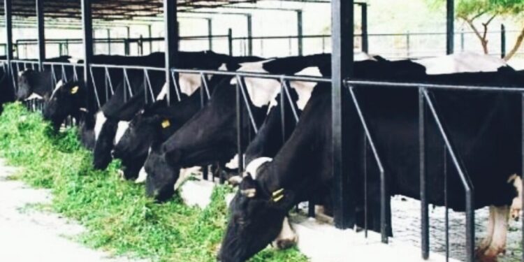 जनावरांना मिळणार पोषक चारा