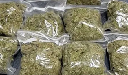 पेण शहरात गांजा विक्रीला उधाण