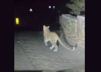 माथेरान घाटातील प्रवासात बिबट्याचे दर्शन