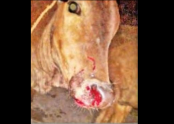 श्रीवर्धनमध्ये बिबट्याचा हैदोस सुरूच