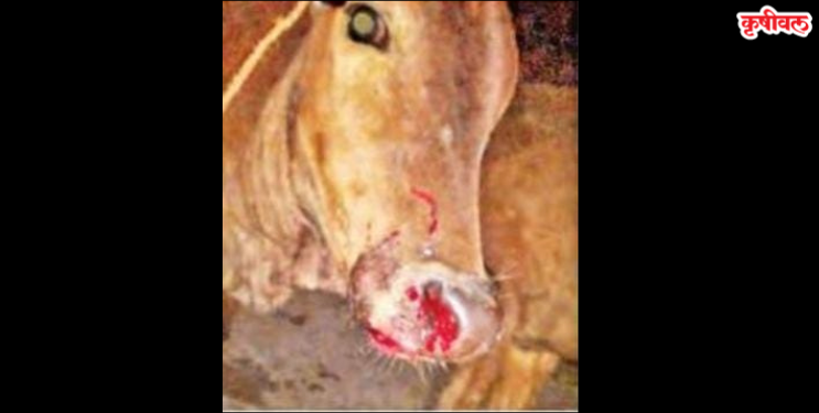 श्रीवर्धनमध्ये बिबट्याचा हैदोस सुरूच