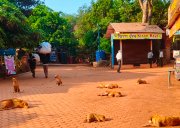 माथेरानमध्ये भटक्या कुत्र्यांचा वाढता प्रादुर्भाव
