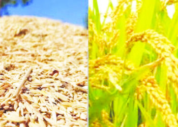 रायगडमध्ये भात खरेदीत मोठी घट