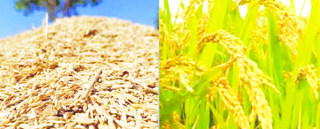 रायगडमध्ये भात खरेदीत मोठी घट