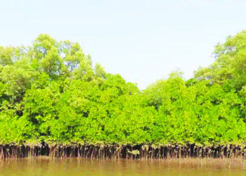 कांदळवनांची पर्यावरण संरक्षणासाठी मदत